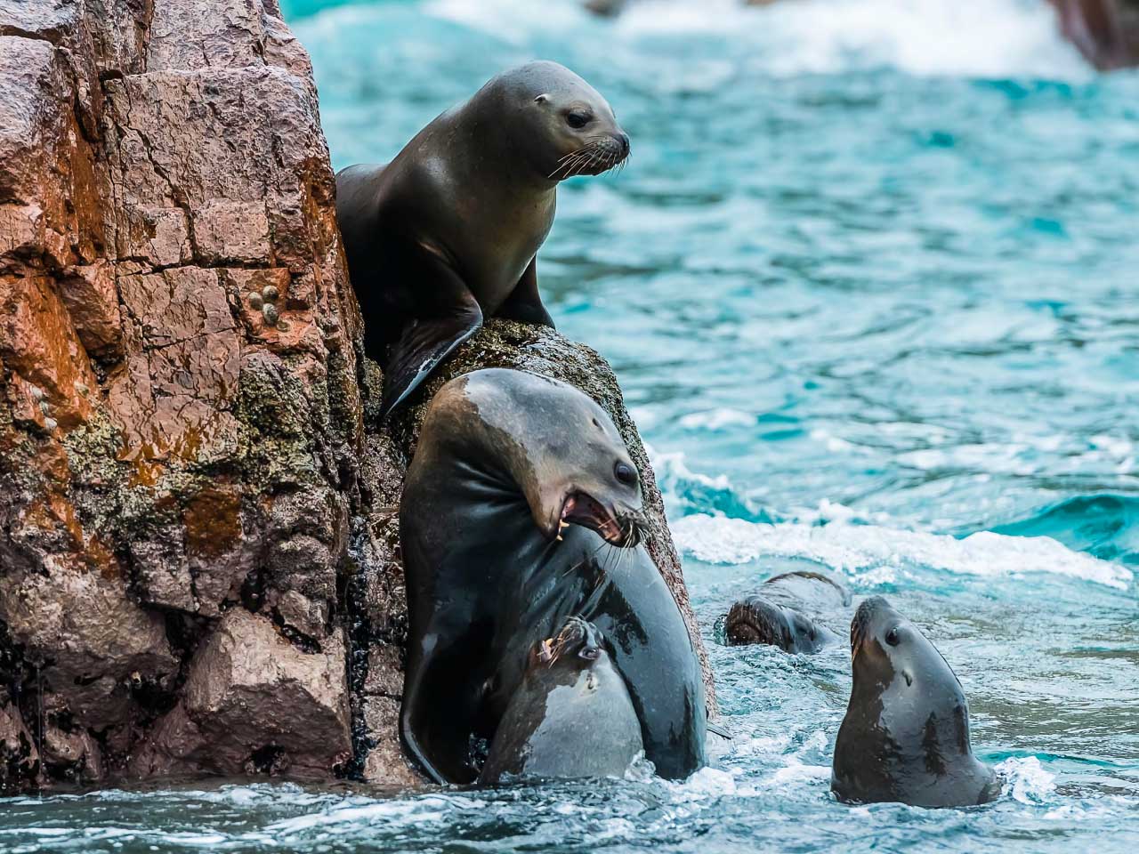 Lobos-marinos-en-islas-ballestas