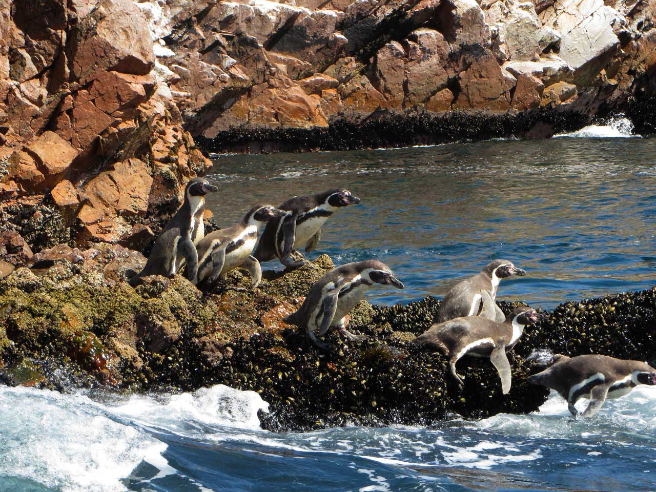 Pinguinosde-humbolt-en-islas-ballestas