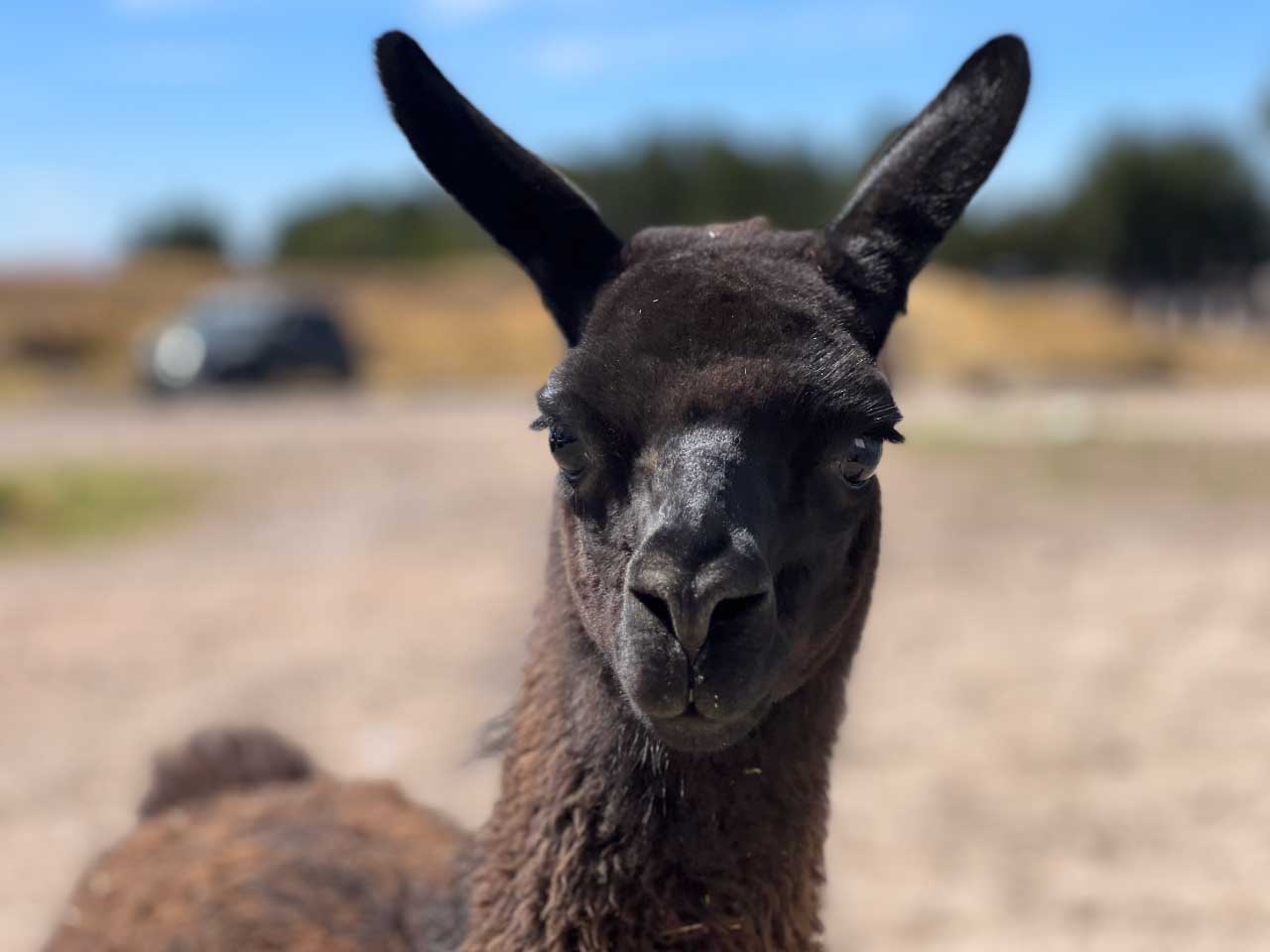 Vicuña-en-ayacucho