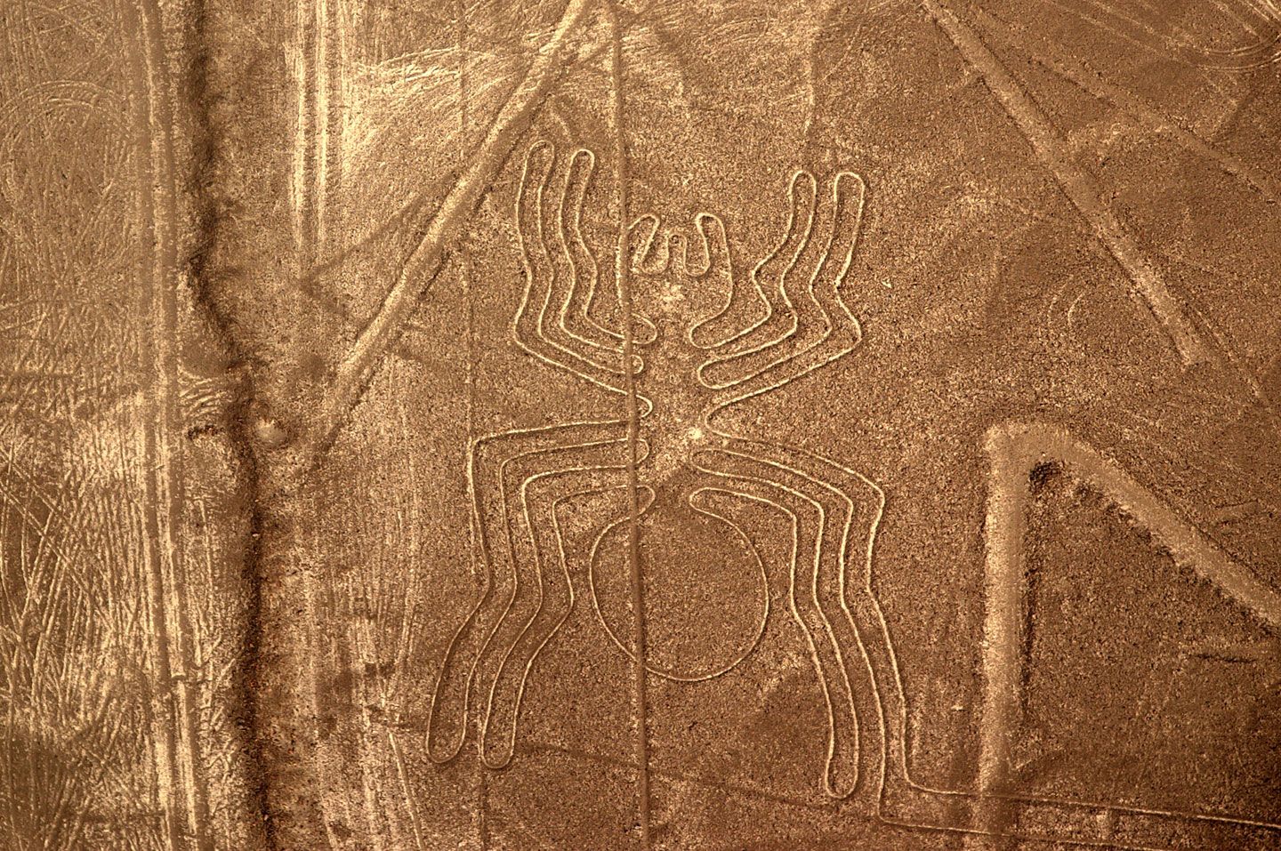Linea de nasca araña